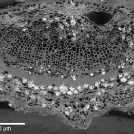 SEM cellular structure orange EVO