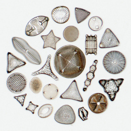 brightfield diatoms stereo discoveryv12