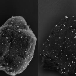 comparison silver nanoparticles GeminiSEM