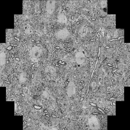 multi beam mouse brain MultiBeam 4
